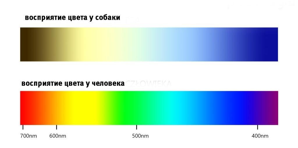 6 міфів, які розвінчали собаки, якби могли говорити