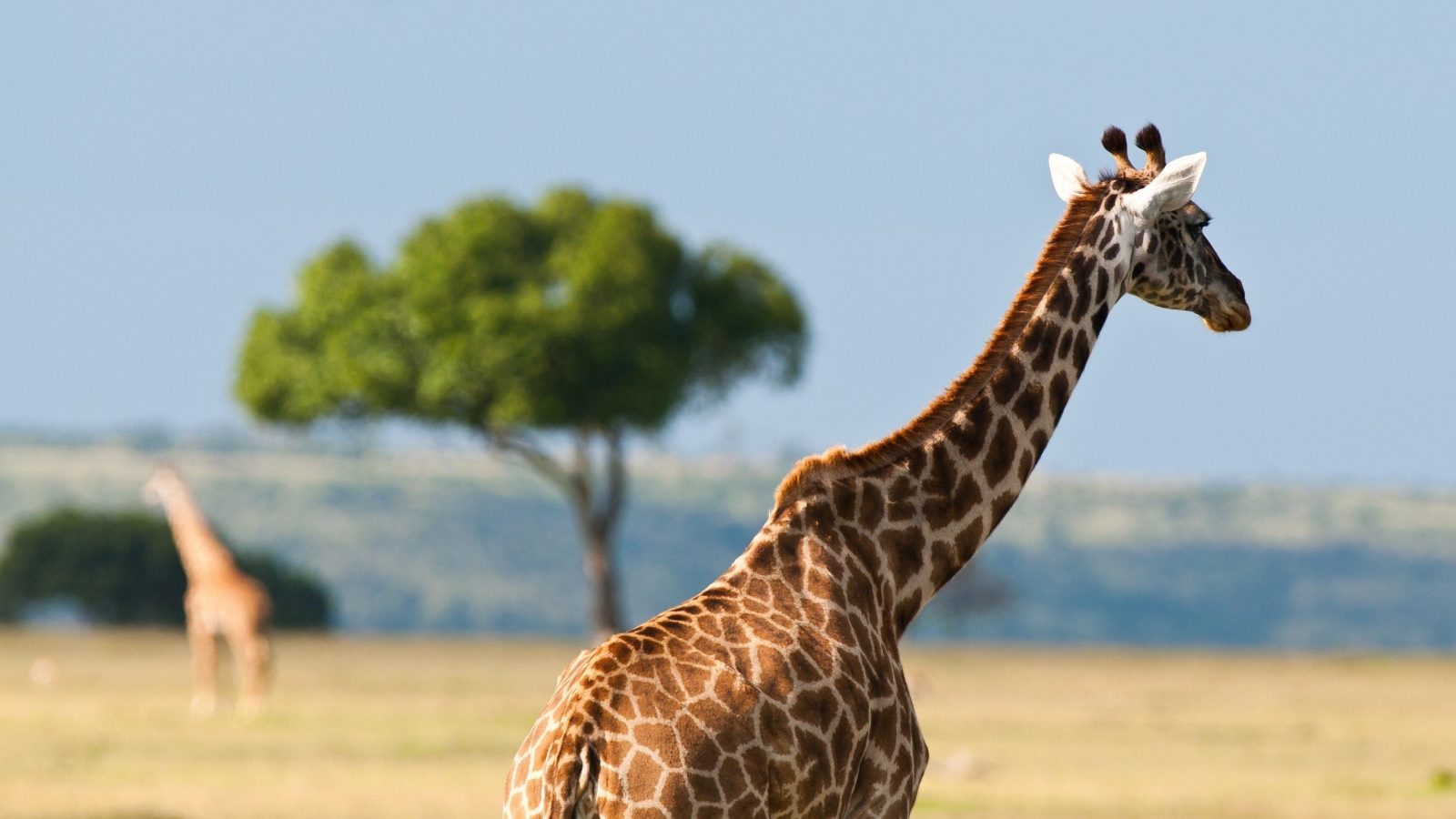 Тривалість життя у жирафів