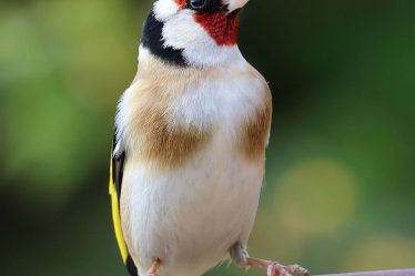 goldfinch-song-bird-bird-garden-bird