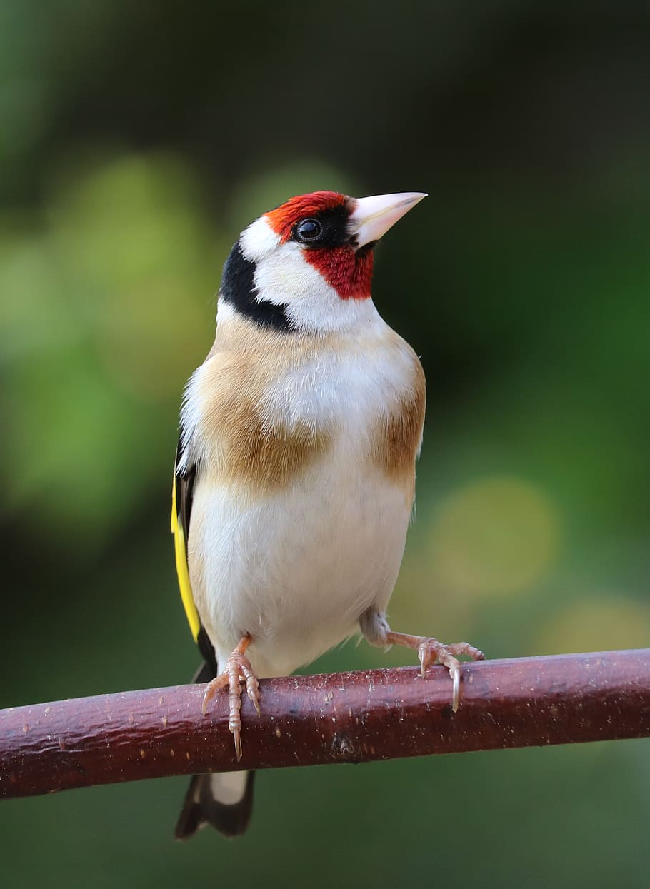 goldfinch-song-bird-bird-garden-bird