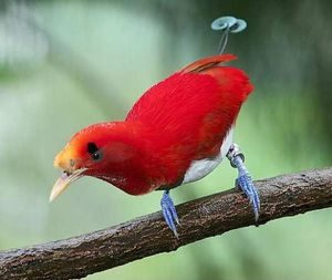 Як розмножуються райські птахи