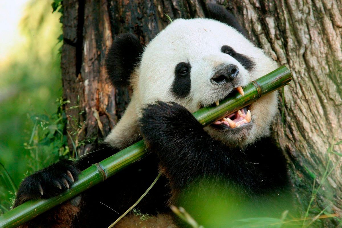 Чим харчується панда