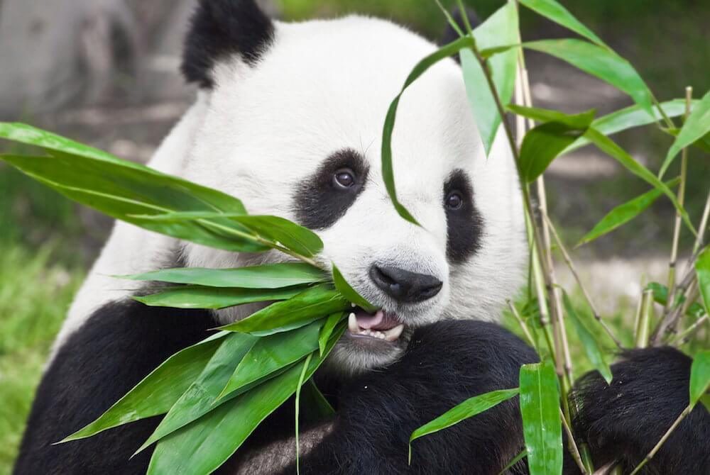Панда їсть