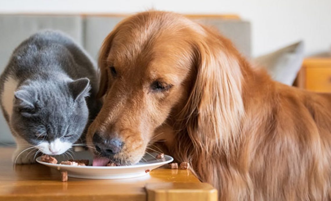 Почему собака ест кошачий корм? | ЗооБлог