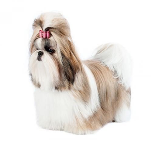 shih_tzu