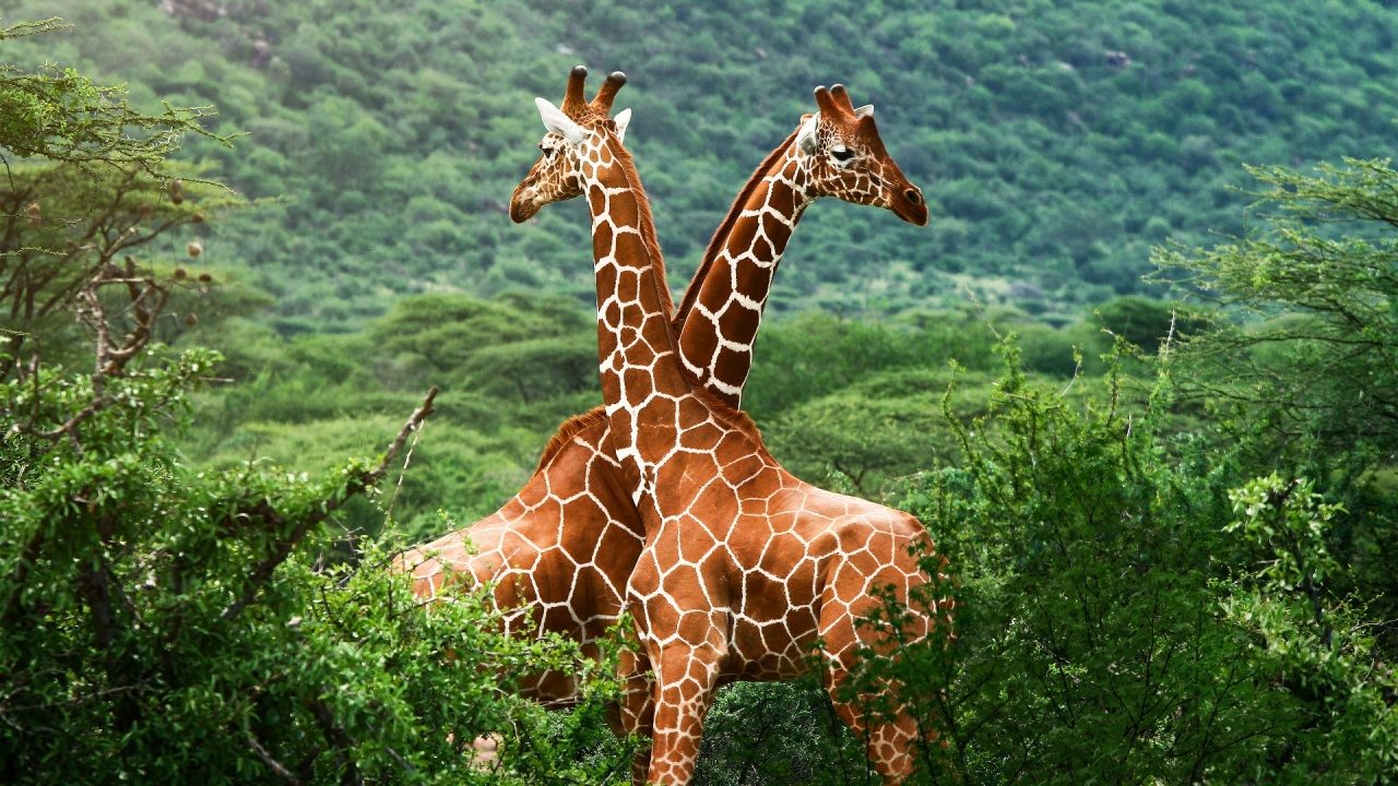 Зовнішній вигляд жирафу