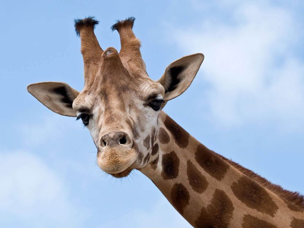 Голова жирафу