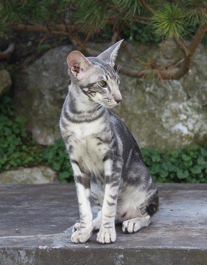Орієнтальна кішка мармурового забарвлення