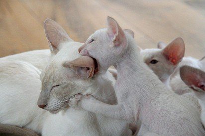 Орієнтальські кошенята з мамою
