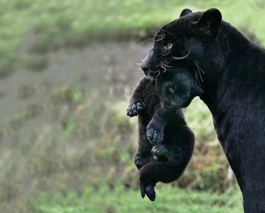 чорна пантера з дитинчатою