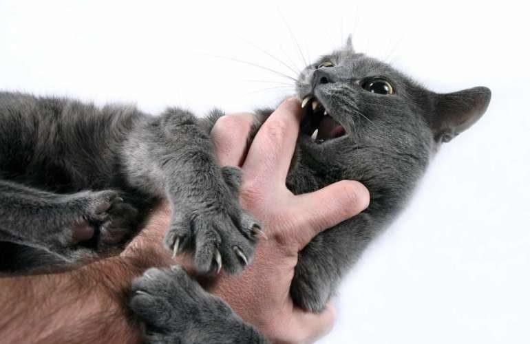 Как отучить кота кусаться 🐾 причины и способы отучения