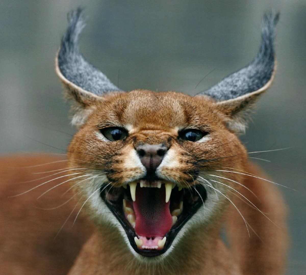 Дикие кошки: Каракал (Felis caracal): masterok — LiveJournal