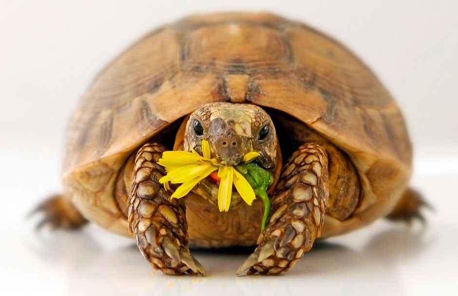 Які продукти необхідні для здорового росту черепах