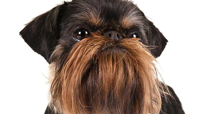 Брюссельский гриффон: фото собаки, описание породы, цена щенков и уход