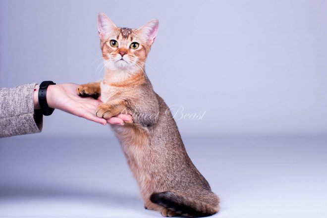 Sweet-beast.com | Манчкин | UA*Sweet Beast Veronichka (Вероничка)  MUNCHKIN-ABYSSINIAN F1