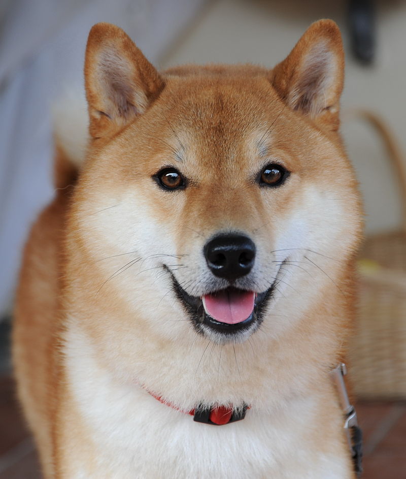 800px-shiba_inu_taiki-1