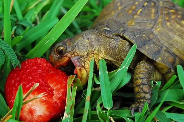що їдять черепахи