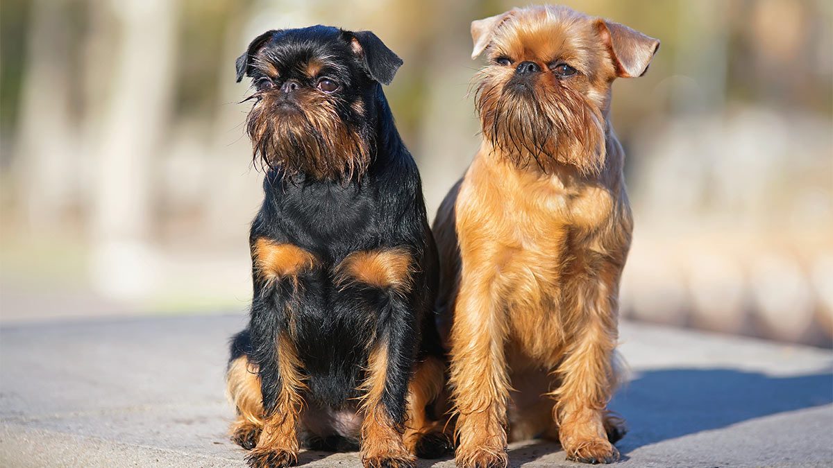 Брюссельский гриффон: собака-компаньон с необычной внешностью и позитивным  характером