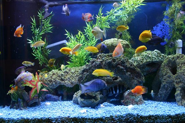 Чим загрожує перенаселення акваріуму