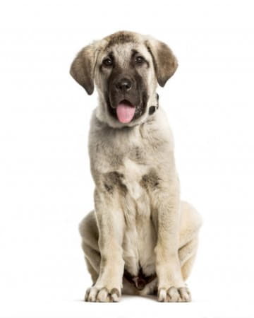 anatolian-shepherd-dog