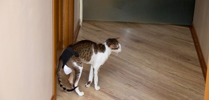 що робити щоб чужі коти не мітили двері