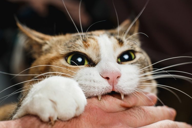 ferocious-red-cat-bites-its-owner-in-the-arm-with-all-its-power