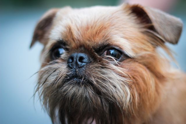Гриффон — характеристика породы собак | Блог ветклиники "Беланта"