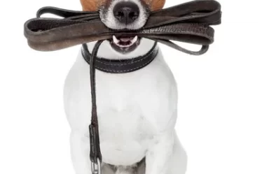 depositphotos_10456999-stock-photo-dog-with-leather-leash-1