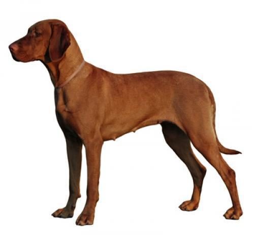 hungarian_vizsla