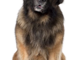 leonberger-5-years-old-sitting-in-front-of-white-background