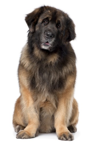 leonberger-5-years-old-sitting-in-front-of-white-background