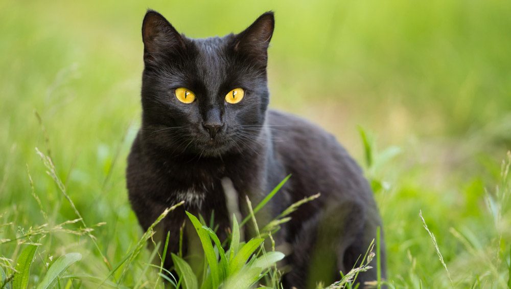 Бомбейська кішка