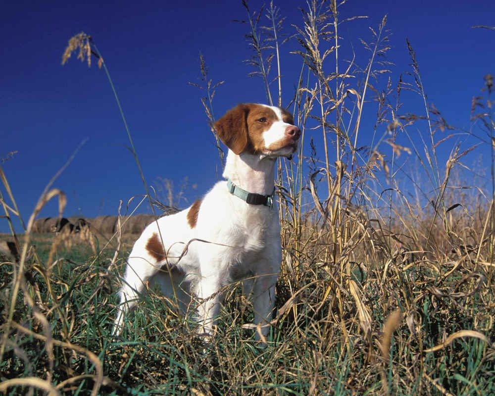 brittany-spaniel-dog