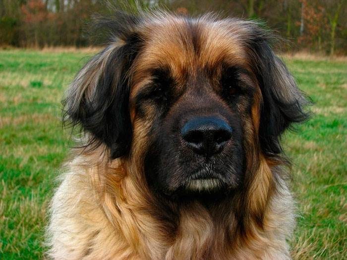 Собака леонбергер - описание породы и характер