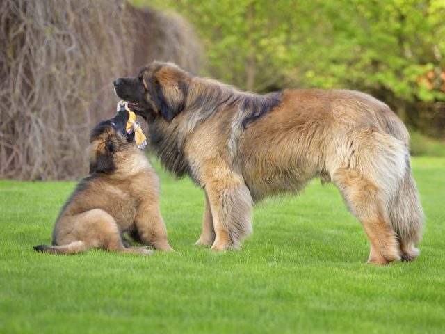 Порода собак леонбергер: здоровье, особенности ухода и характер | Блог  ветклиники "Беланта"