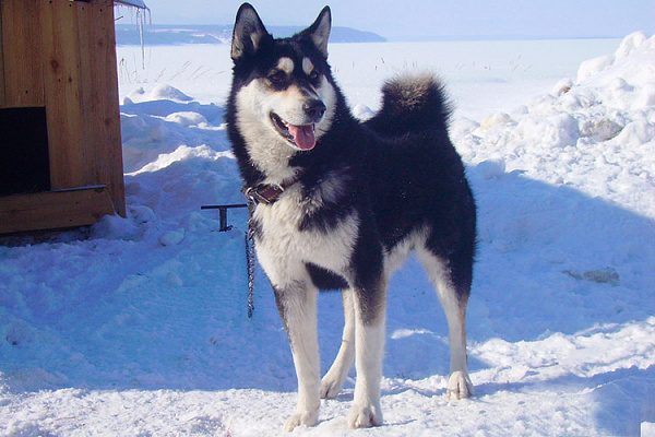 Восточно-сибирская лайка описание породы собак, характеристики, внешний  вид, история | Хвост Ньюс