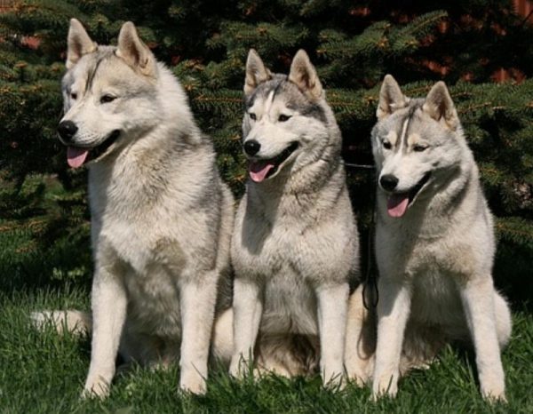 Восточно-сибирская лайка: как выглядит, характер, выбор щенков, натаска  собак