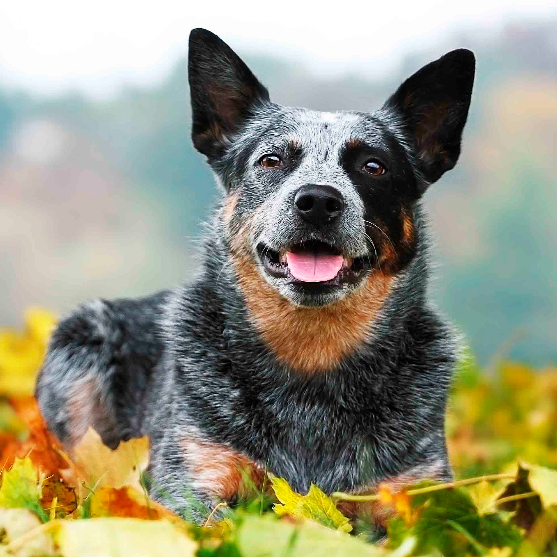 australian_cattle_dog_