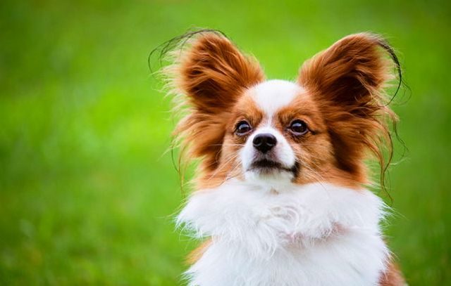 Папильон (фото): собака-бабочка с удивительным характером - Kot-Pes