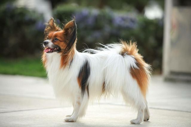 Порода собак папильон: характер, здоровье, уход | Блог ветклиники "Беланта"