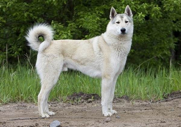 Восточно сибирская лайка собака. Описание, особенности, уход и цена восточно  сибирской лайки | Животный мир