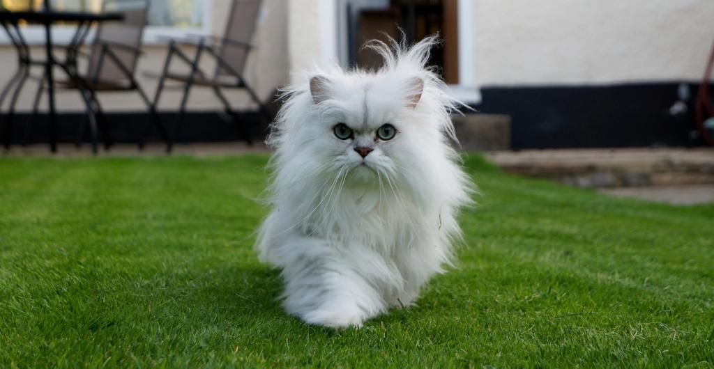 Біла перська кішка