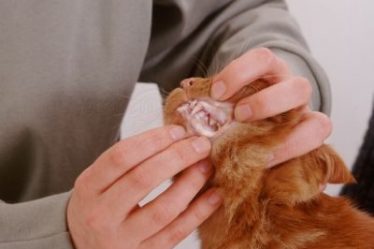 showing-gums-of-ginger-cat-with-anemia