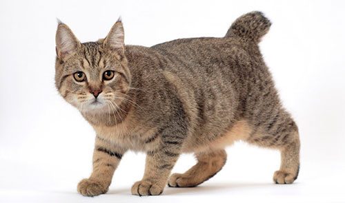 Пиксибоб – описание породы кошки: фото, характер, размер, уход, цена в  каталоге на официальном сайте корма Бош