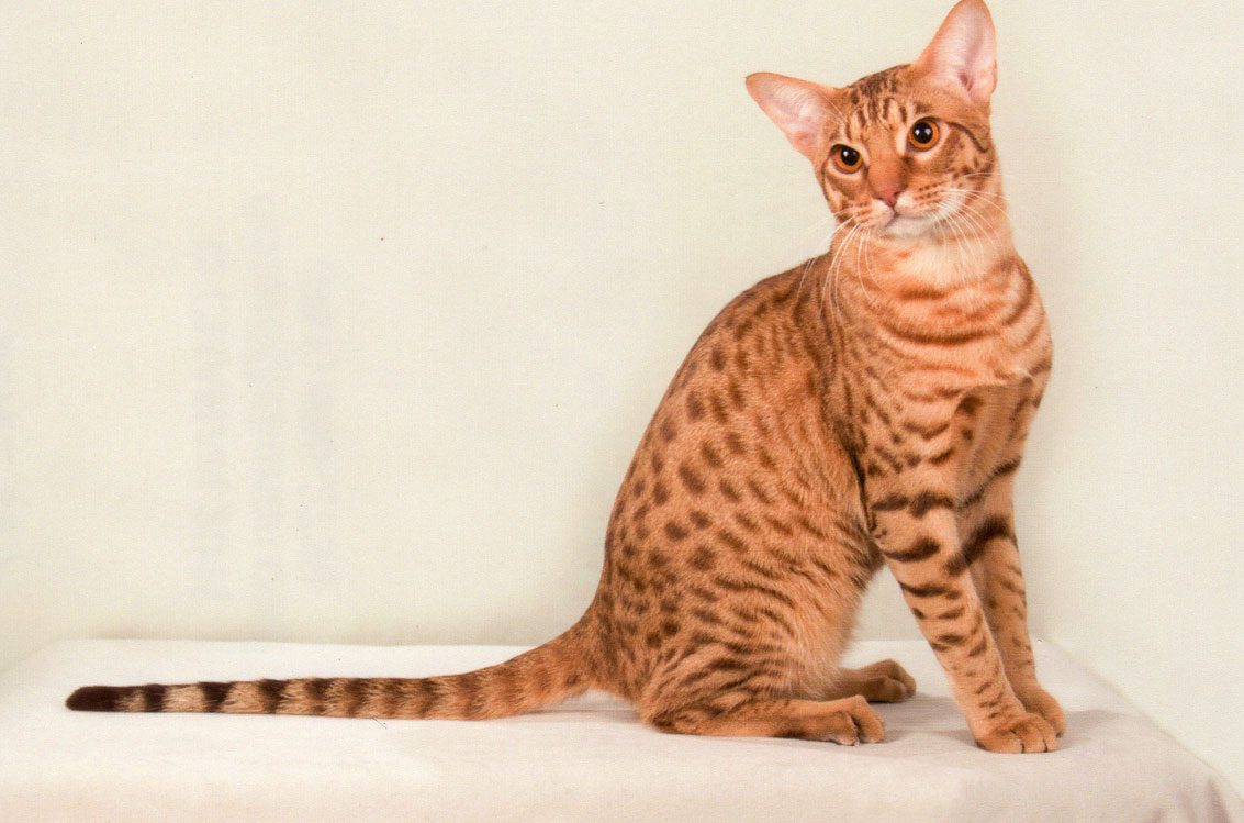 ocicat_cat