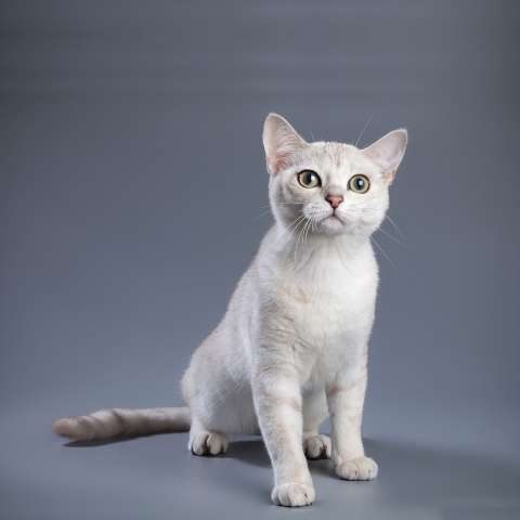Бурмилла короткошерстная 🐈 фото кошки, описание породы, характер, уход,  стандарты