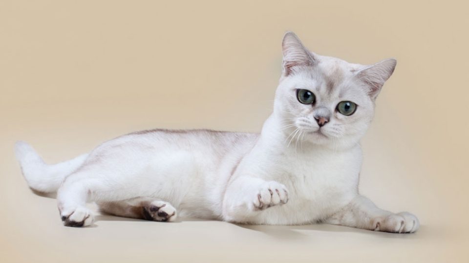 Бурмилла кошка: фото, характер, описание породы