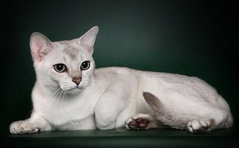 Коты Бурмилла: история и описание породы. Как ухаживать и чем кормить кошек  Бурмилла?