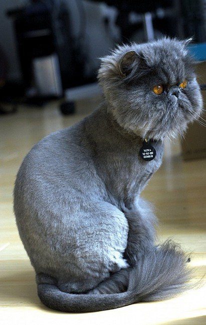 Підстрижений перський кіт