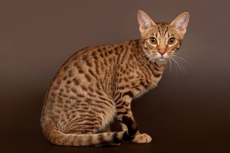 ocicat_5